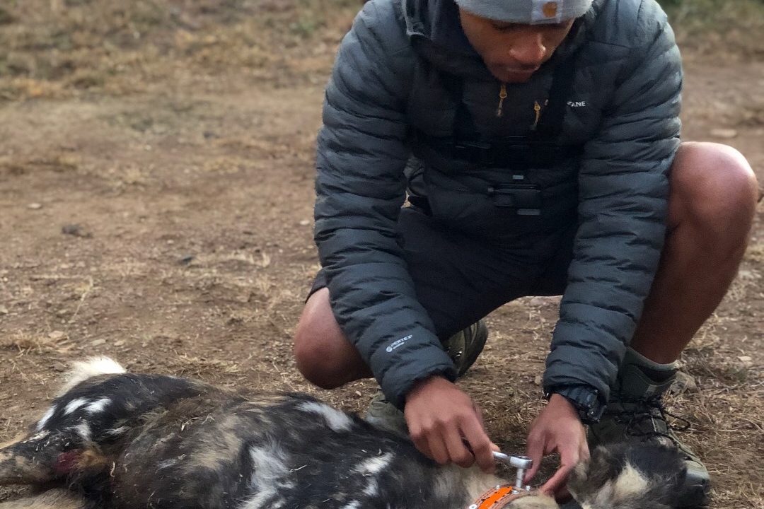 Young man treating a wild dog