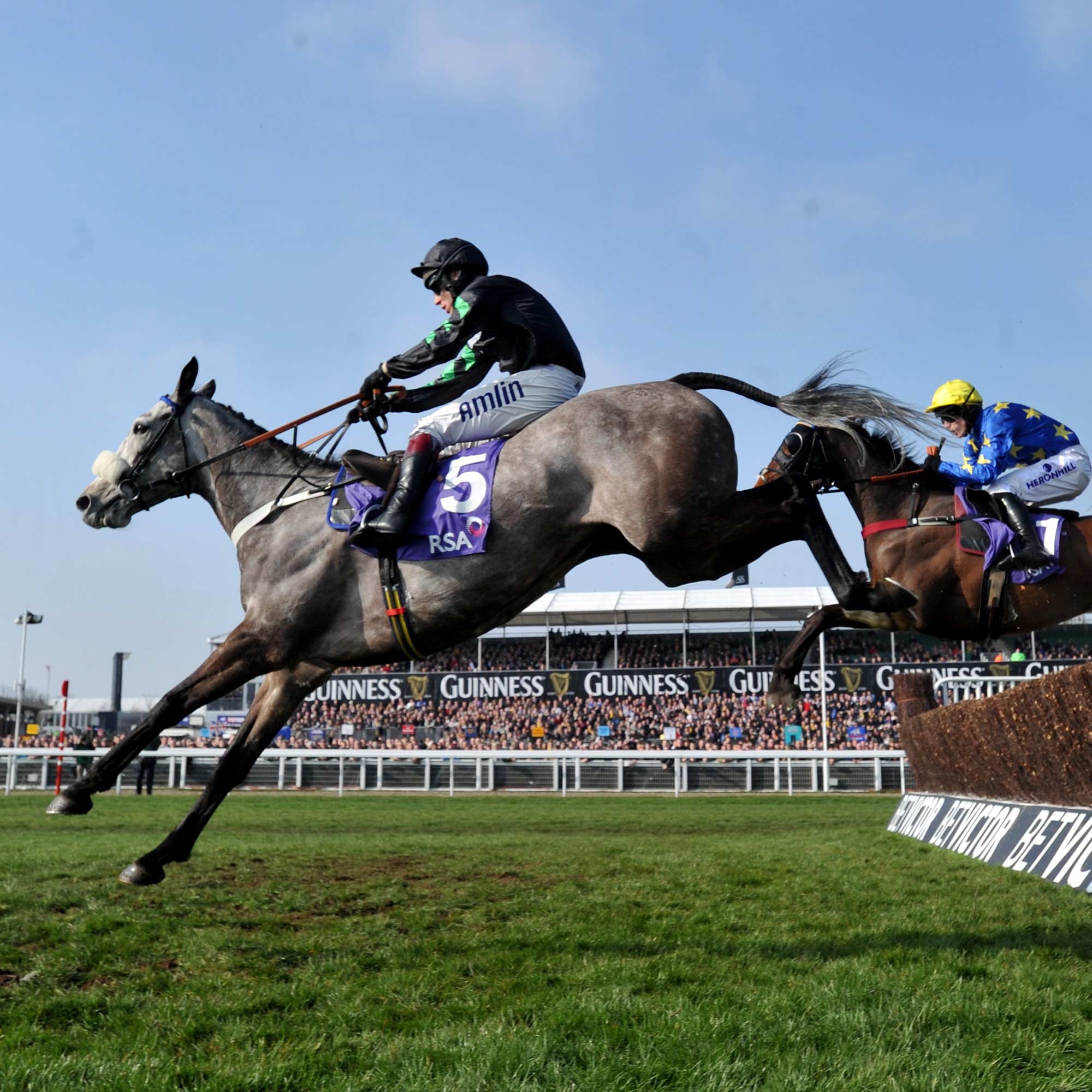Horse jumping at Cheltenham festival