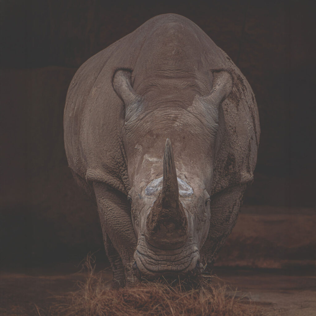 A photo of a rhino looking at the camera.
