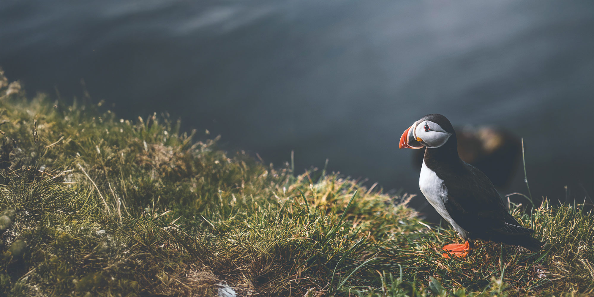 A puffin stood on some grass